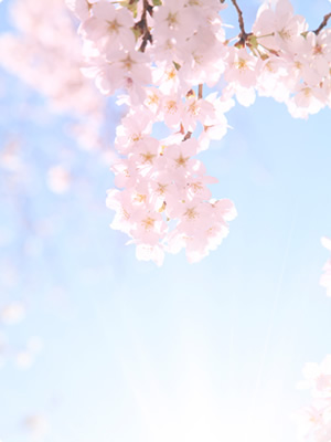 写真素材：桜