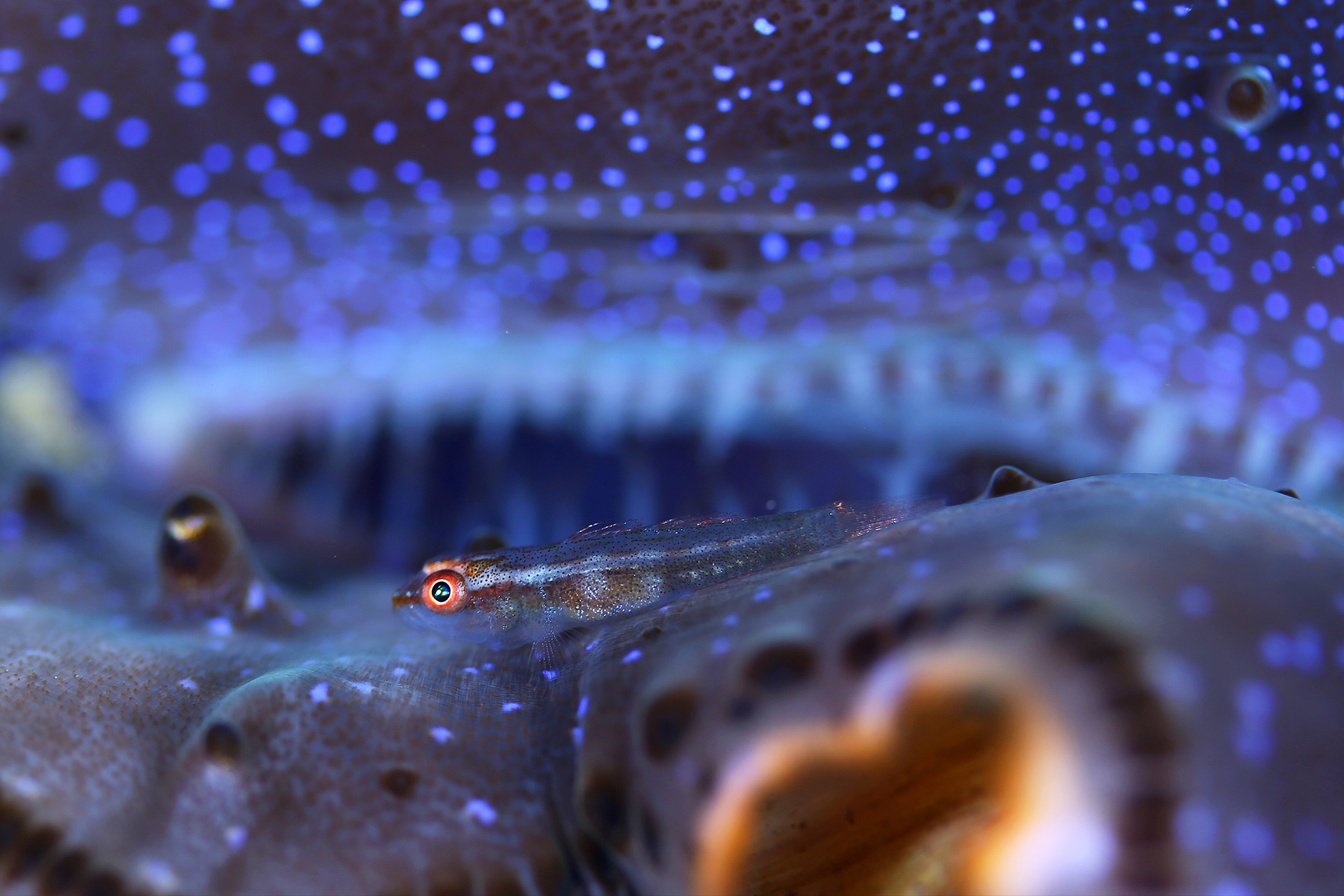 彩海 〜野見山 桂セレクション〜 ≪フィロゾーマや深海魚など珍しい海の生物の写真特集≫