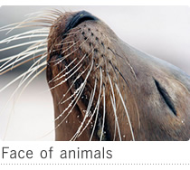 Face of animals