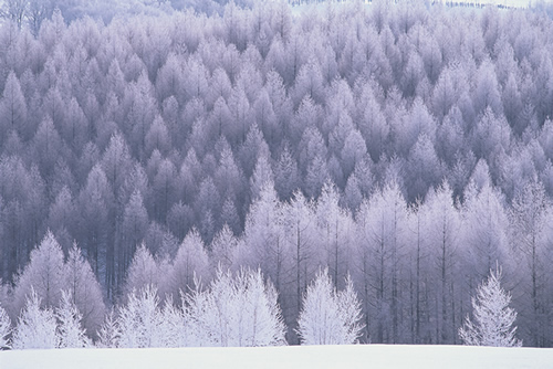 冬色の風景　ライツマネージド写真「北海道＋」より
