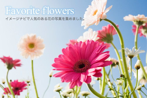 特集『『Favorite flowers』