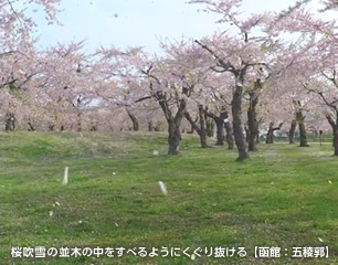 桜吹雪の並木の中をすべるようにくぐり抜ける【函館：五稜郭】