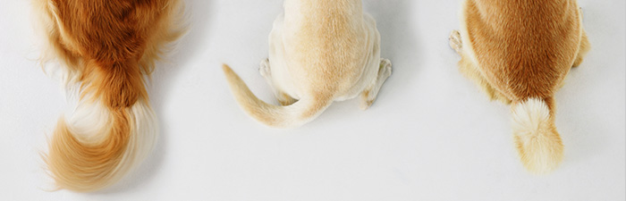 年賀状の準備はお済みですか？今回は来年の干支である「犬」の画像をご紹介いたします。