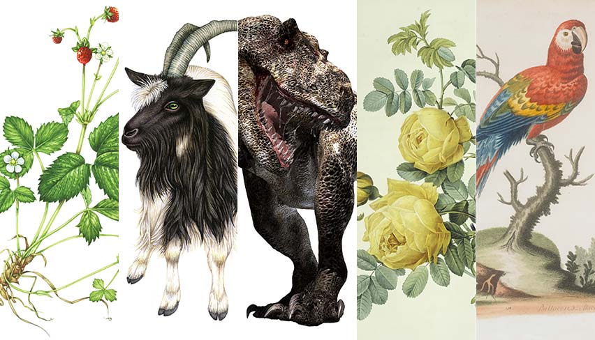 # 08 美しく、精緻を極める動物画と植物画の世界