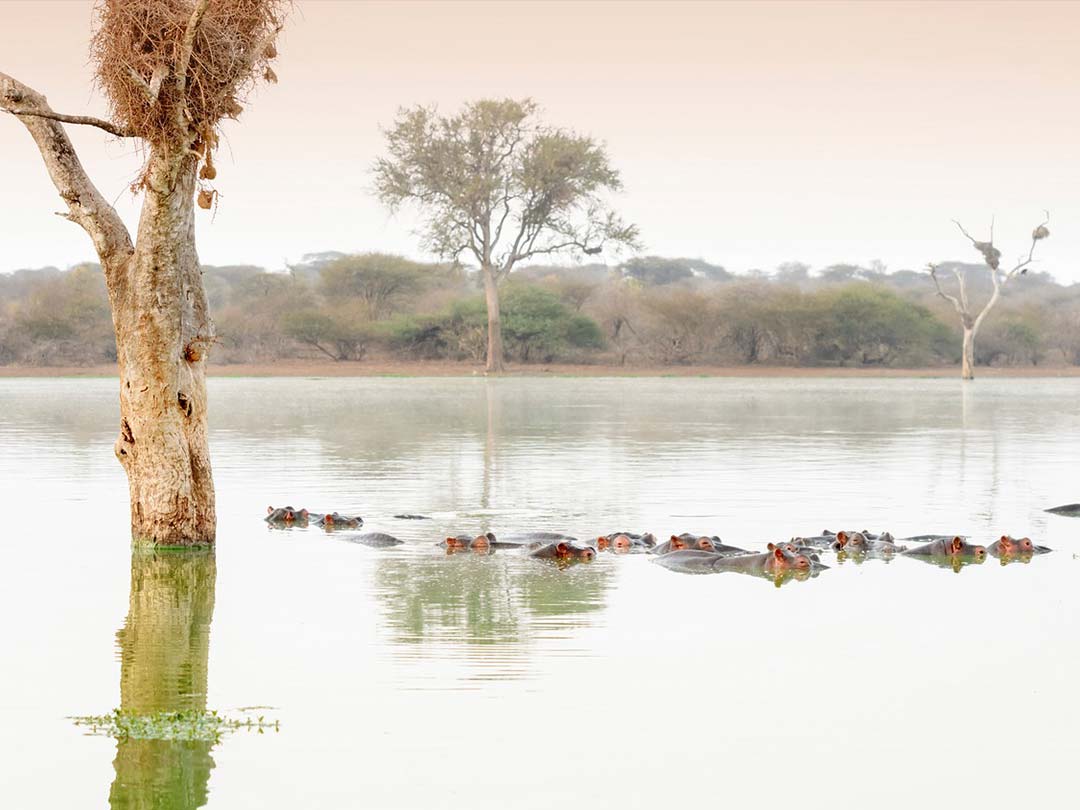フォトエディターの心に残る海外の絶景セレクション｜Editor's Choice 南アフリカ・クルーガー国立公園