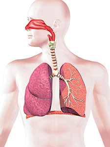 呼吸器系