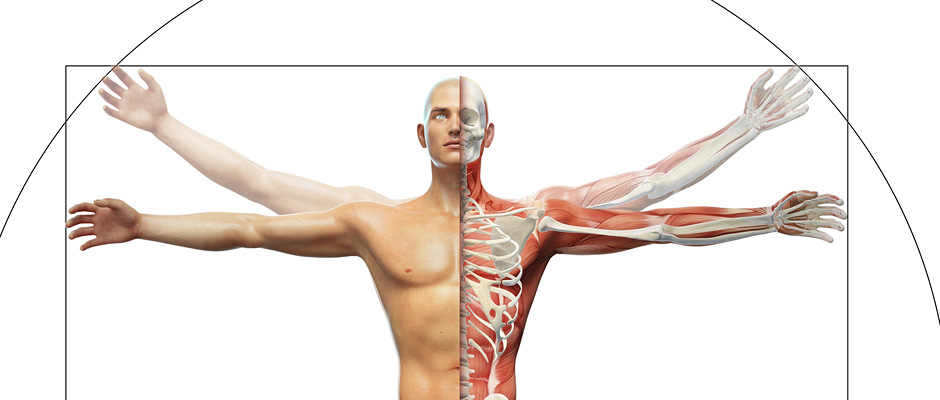医療と科学の専門ブランドだからできる【プロフェッショナルな人体図・解剖図】