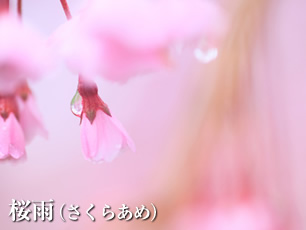 桜雨（さくらあめ）