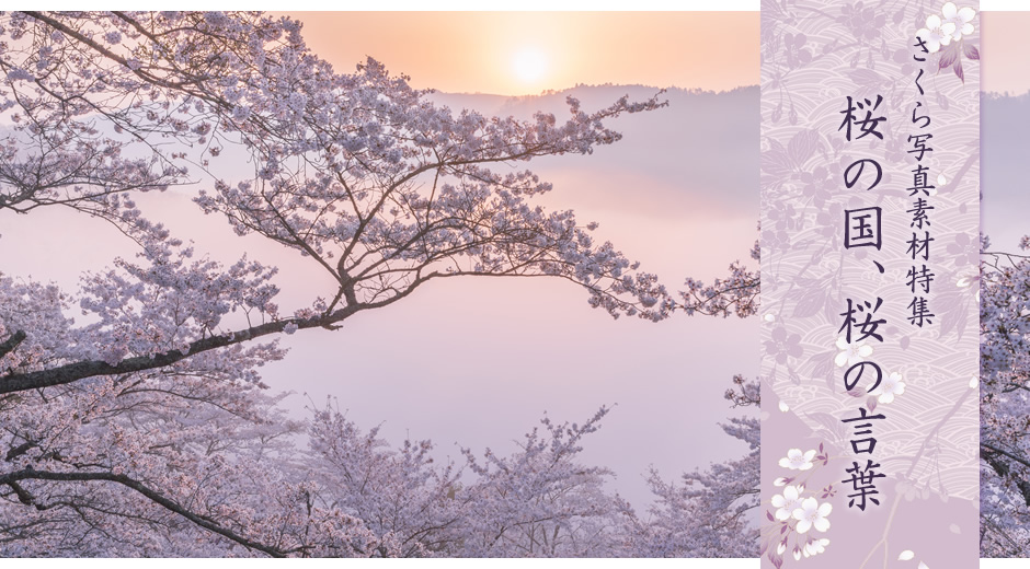 さくら写真素材特集 桜の国、桜の言葉