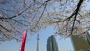 東京スカイツリー　桜