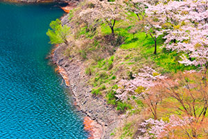 RMもオススメ 東京都　奥多摩湖の桜