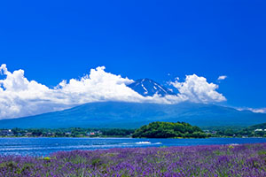 RMもオススメ 山梨県　富士山とラベンダー