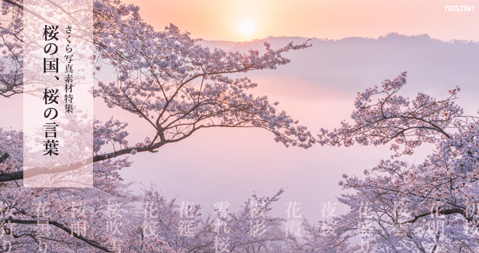 桜の写真を桜を表現する言葉とともに。さくら写真素材特集「桜の国、桜の言葉」