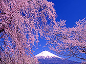 4月 枝垂れ桜と富士山