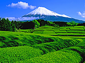 5月 富士山と茶畑